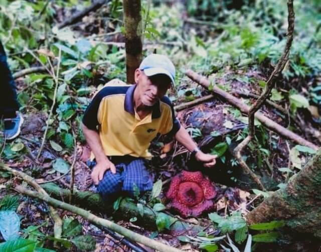 Hajat Ke Hutan Ingin Mencari Rotan, Secara Tak Sengaja Seorang Petani Di Belaga Menemui Bunga Rafflesia