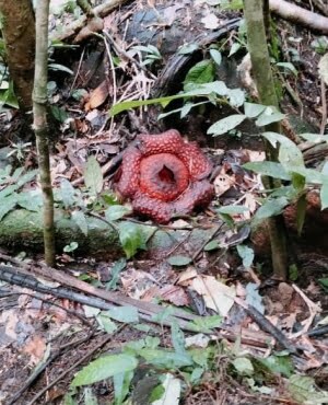 Hajat Ke Hutan Ingin Mencari Rotan, Secara Tak Sengaja Seorang Petani Di Belaga Menemui Bunga Rafflesia