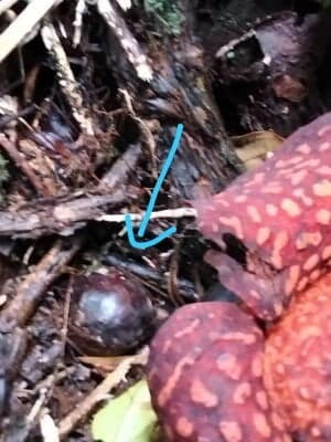 Hajat Ke Hutan Ingin Mencari Rotan, Secara Tak Sengaja Seorang Petani Di Belaga Menemui Bunga Rafflesia