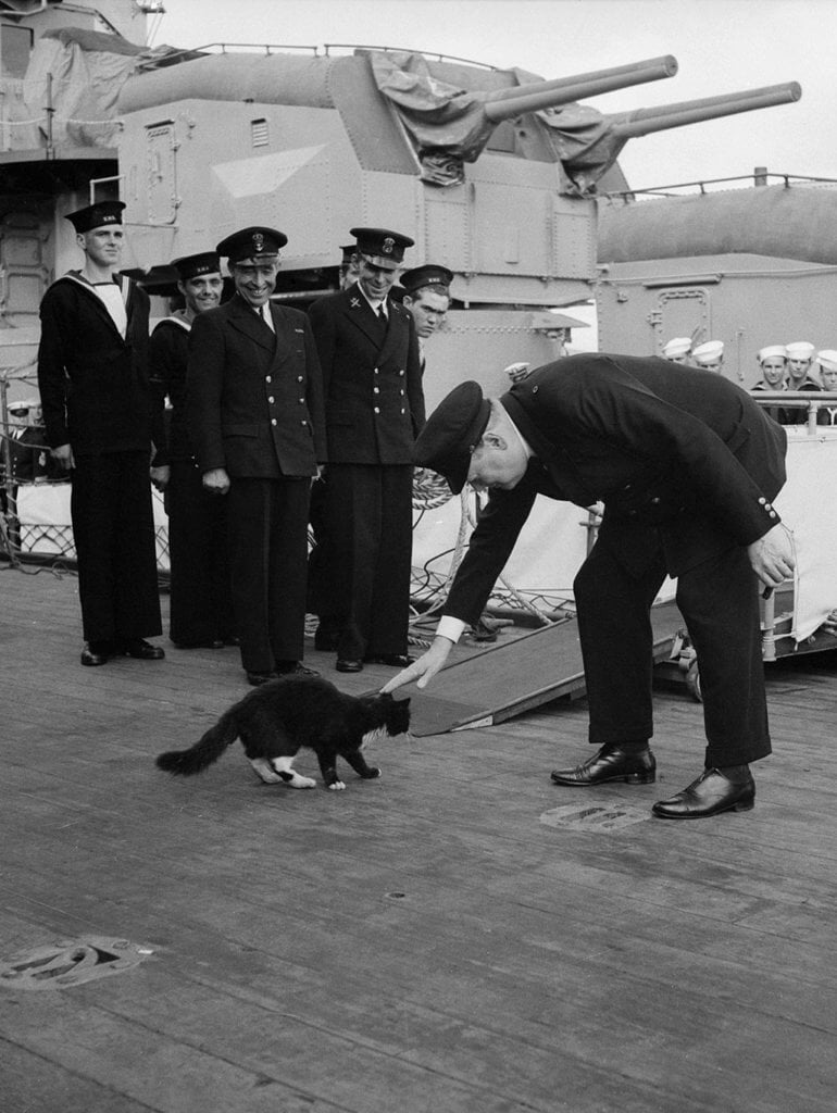 ddq0j58fn73z Selamat Dari 3 Kejadian Kapal Karam, Ini Kisah Kucing Yang Digelar 'Unsinkable Sam'