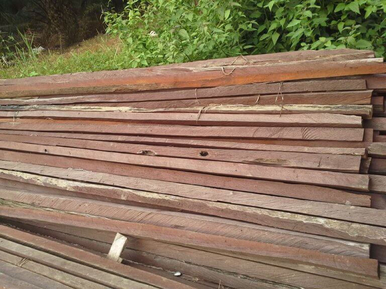 Dikenali Sebagai Borneo Ironwood, Ini Adalah Pokok Belian Yang