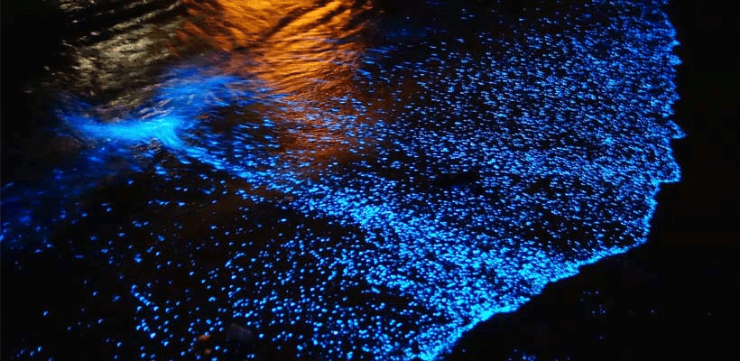 Terasa Seperti Bercuti Ke Luar Negara, Anda Boleh Lihat Fenomena 'Blue Tears' Di 5 Lokasi Dalam Malaysia