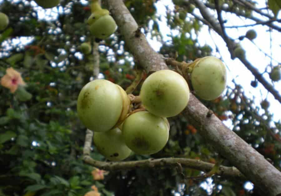 Digelar Avocado Versi Malaysia, Kenali Buah Engkalak Yang Hanya Terdapat Di Borneo