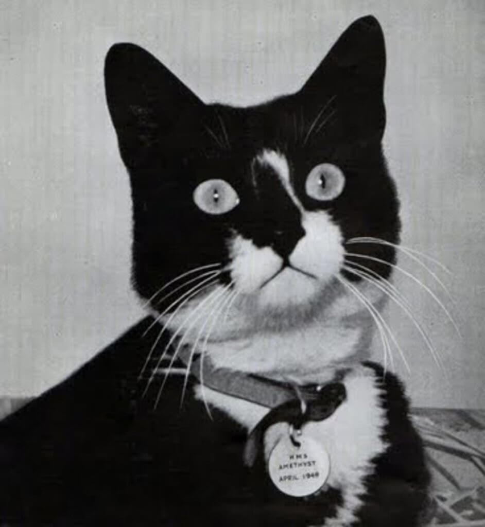 Selamat Dari 3 Kejadian Kapal Karam, Ini Kisah Kucing Yang Digelar 'Unsinkable Sam'