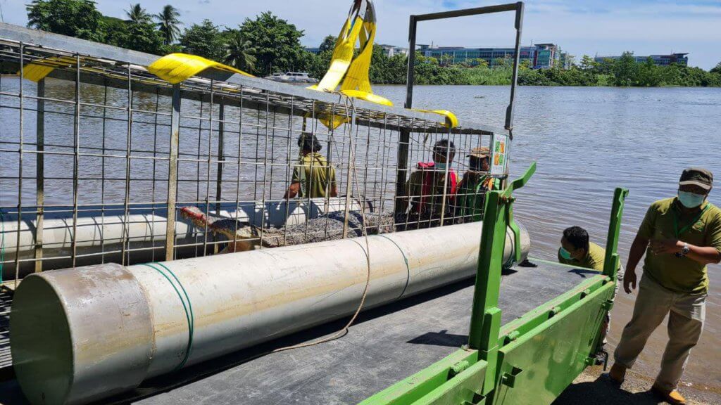 Kerap Muncul Di Sungai, 'Bujang Satok' Ini Berjaya Ditangkap Di Tebingan Kuching