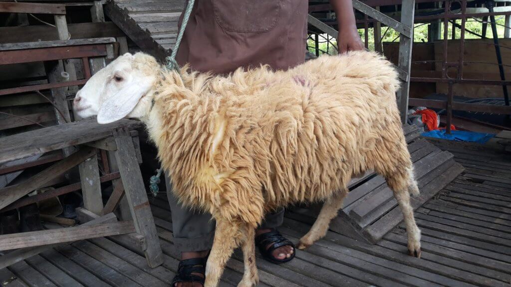 Ini Kisah Mengapa Umat Muslim Menyembelih Haiwan Pada Hari Raya Aidil Adha