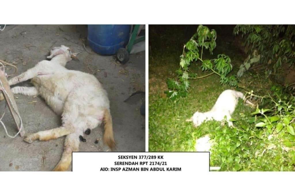 Kejam Mengalahkan Binatang, Lelaki Ini Kantoi Perkosa Kambing Betina Sehingga Terberak Dan Mati