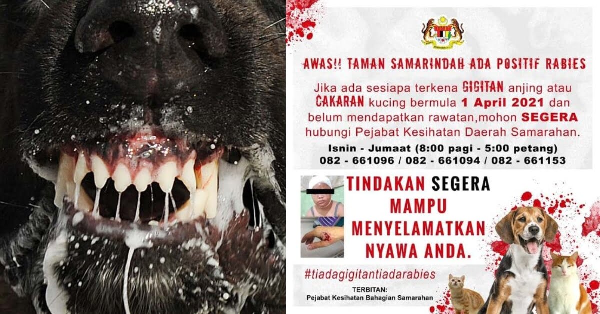 Kes Rabies Dikesan Di Taman Samarindah, Individu Pernah Digigit Anjing ...
