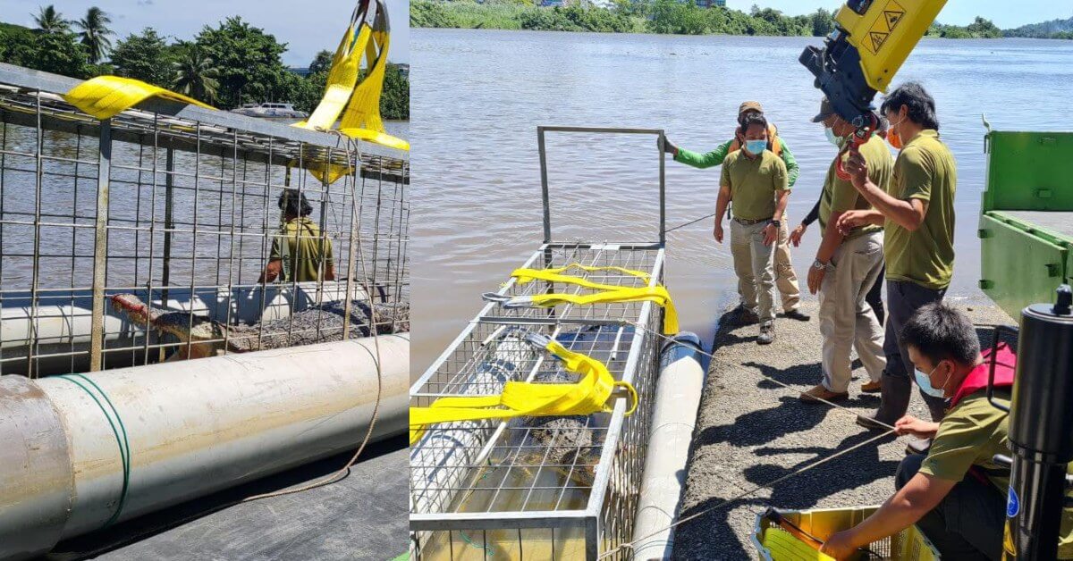 Kerap Muncul Di Sungai, 'Bujang Satok' Ini Berjaya Ditangkap Di Tebingan Kuching