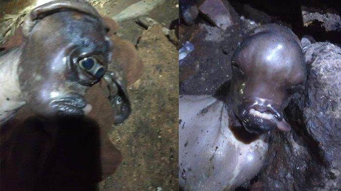 "Tiada Hidung, 2 Biji Mata Bersambung", Gempar Kelahiran Kambing Berwajah Aneh Di Kalimantan Barat