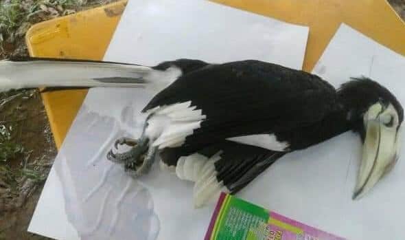 Oh Tidak! Seekor Burung Enggang Di Miri Mati Akibat Renjatan Elektrik Ketika Cari Tempat Bersarang