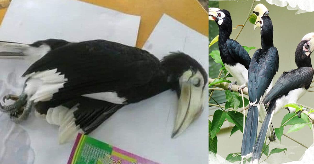 Oh Tidak! Seekor Burung Enggang Di Miri Mati Akibat Renjatan Elektrik Ketika Cari Tempat Bersarang