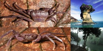 Kini Sekurang-Kurangnya 51 Spesies, 2 Spesies Ketam Air Tawar Baharu Telah Ditemui Di Sarawak