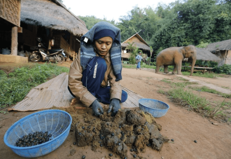 Diproses Daripada Najis Haiwan, Kenali 2 Jenis Biji Kopi Termahal Di Dunia