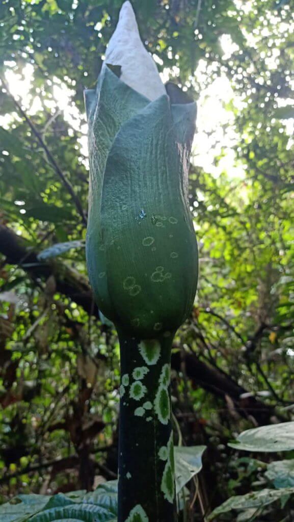 Hanya Di Borneo, Bunga Bangkai Menyamai Ketinggian Manusia Mulai Mekar Di Gunung Gading Lundu