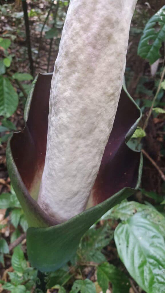 Hanya Di Borneo, Bunga Bangkai Menyamai Ketinggian Manusia Mulai Mekar Di Gunung Gading Lundu