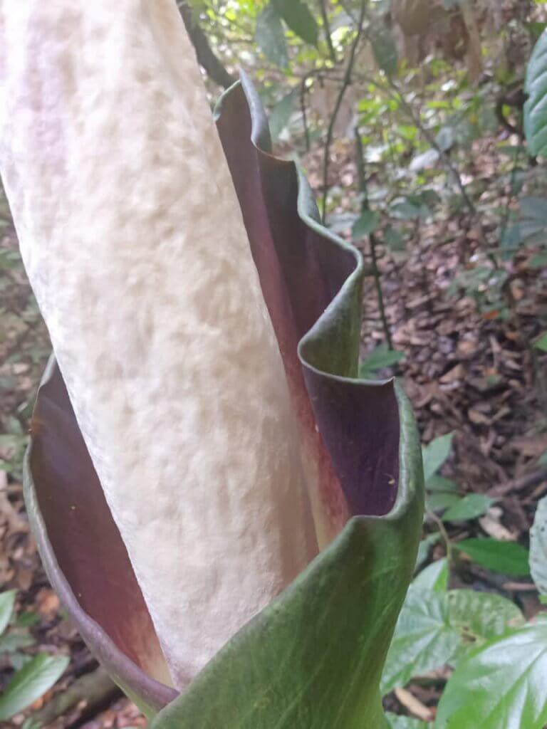 Hanya Di Borneo, Bunga Bangkai Menyamai Ketinggian Manusia Mulai Mekar Di Gunung Gading Lundu