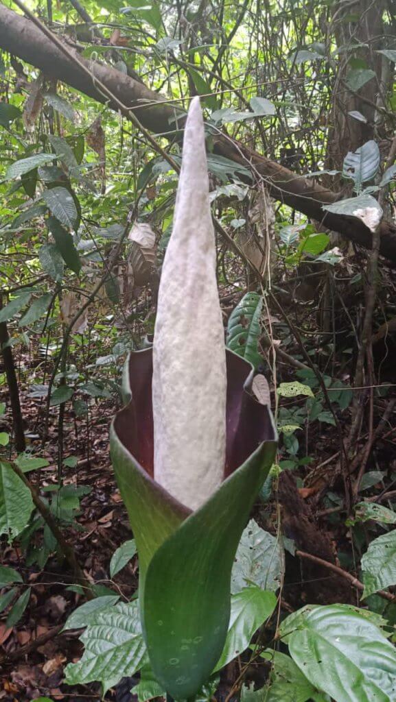 Hanya Di Borneo, Bunga Bangkai Menyamai Ketinggian Manusia Mulai Mekar Di Gunung Gading Lundu