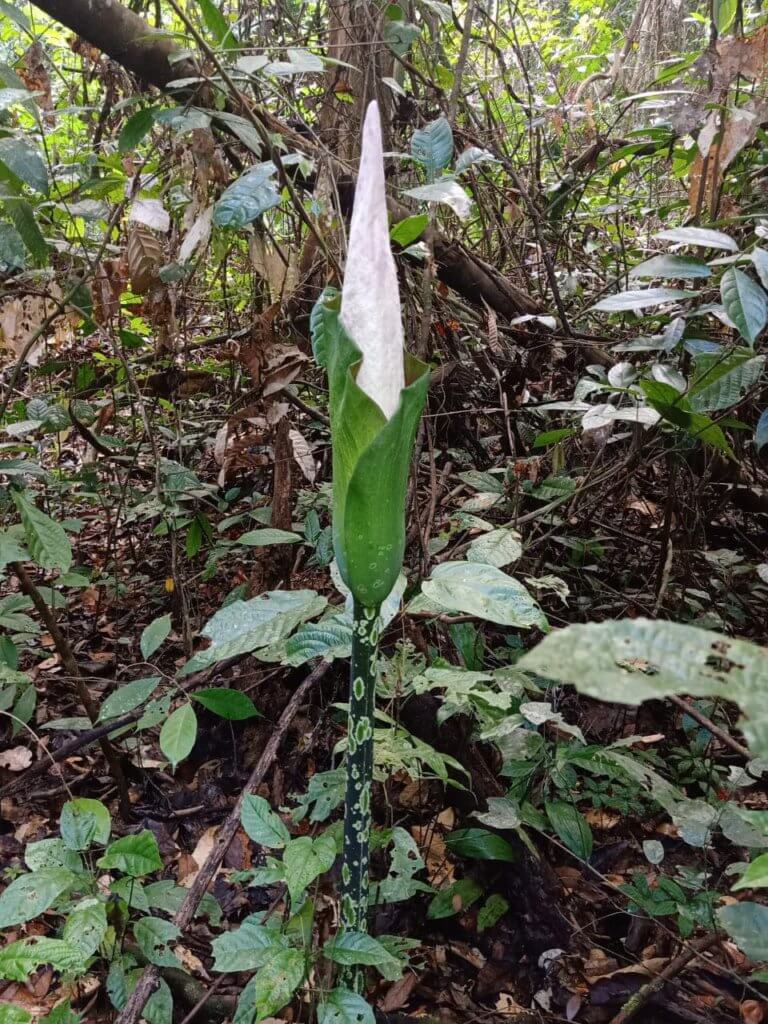 Hanya Di Borneo, Bunga Bangkai Menyamai Ketinggian Manusia Mulai Mekar Di Gunung Gading Lundu