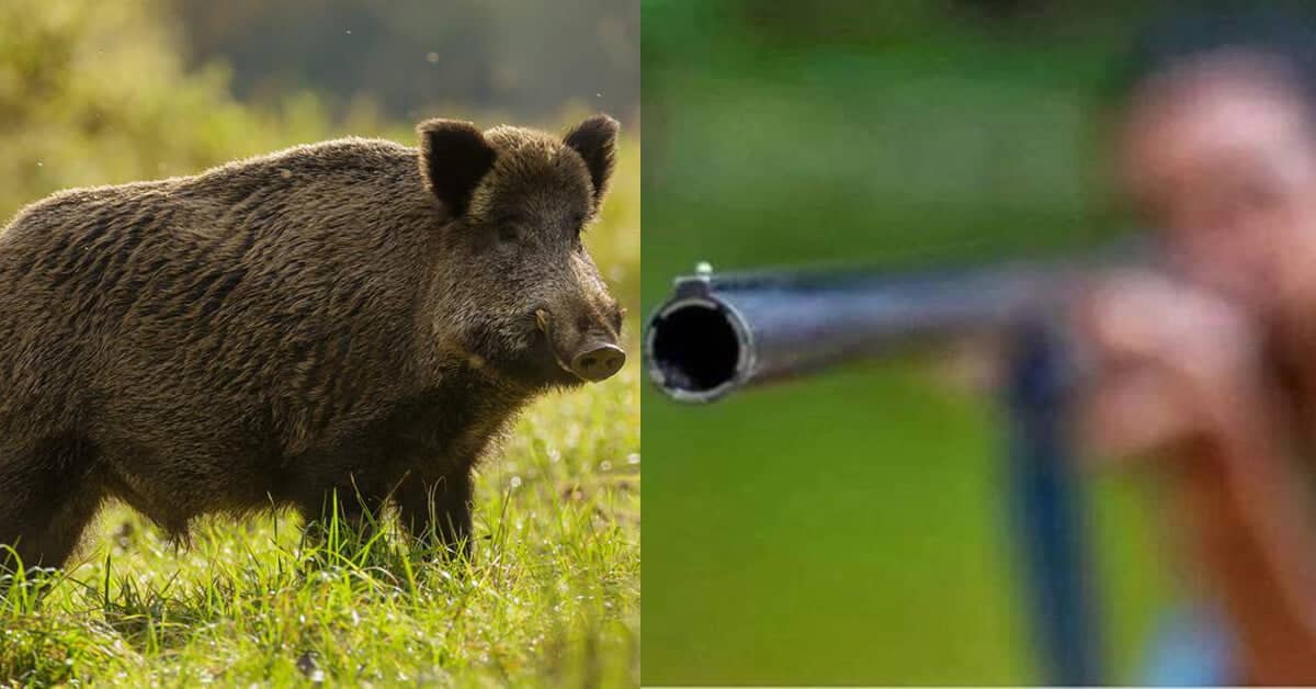 Ingatkan Babi Hutan Pemburu Tertembak Rakan Sendiri Di Kapit Ingatkan Babi Hutan, Pemburu Tertembak Rakan Sendiri Di Kapit