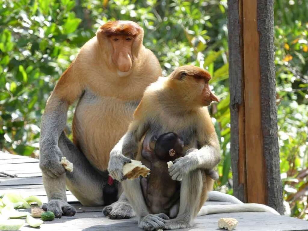 Sekumpulan Penyelidik Temui 2 Spesis Kupang Baharu Berstatus Endemik Di Limbang Dan Kinabatangan
