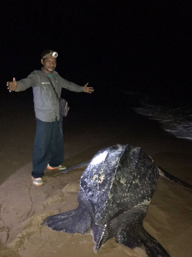 Penyu Terbesar Di Dunia Mendarat Di Pantai Paloh, Kalimantan Barat Setelah 13 Tahun Tidak Kelihatan