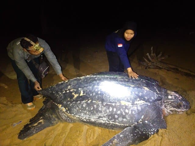 Penyu Terbesar Di Dunia Mendarat Di Pantai Paloh, Kalimantan Barat Setelah 13 Tahun Tidak Kelihatan