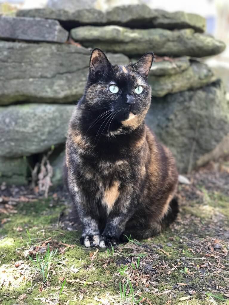 Tak Pernah Tak Berdrama, Ini 5 Keunikan Kucing Oyen Yang Membezakan Mereka Dengan Kucing Lain