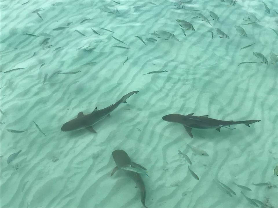 Nikmati Percutian Indah, Pulau Lankayan Dive Resort Sabah Tawar Konsep Elegan Seperti Berada Di Maldives