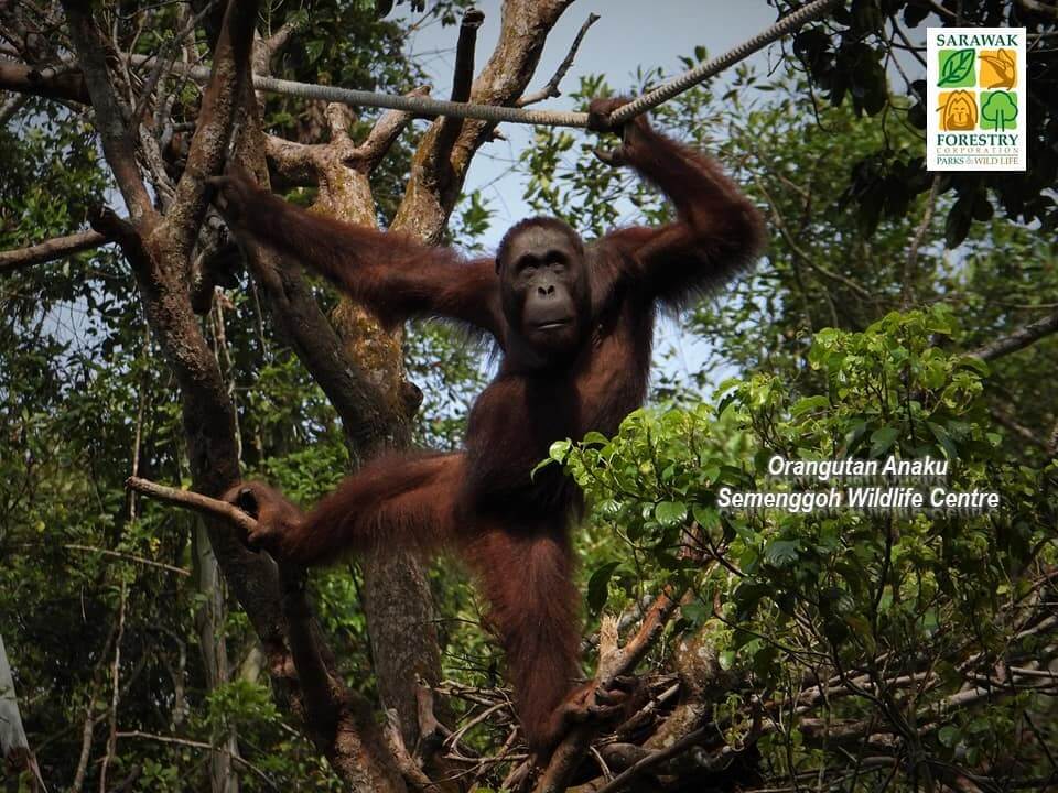 3 Ibu Orang Utan Bakal Bersalin Di Pusat Hidupan Liar Semenggoh, Ini 6 Fakta Menarik Tentang Haiwan Ini