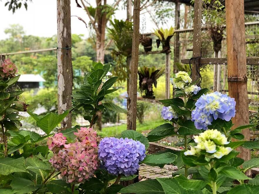 'Rumah' Gergasi Pelbagai Haiwan Dan Tumbuhan, KLB Garden Tebedu Wajib Masuk Dalam Wishlist Anda