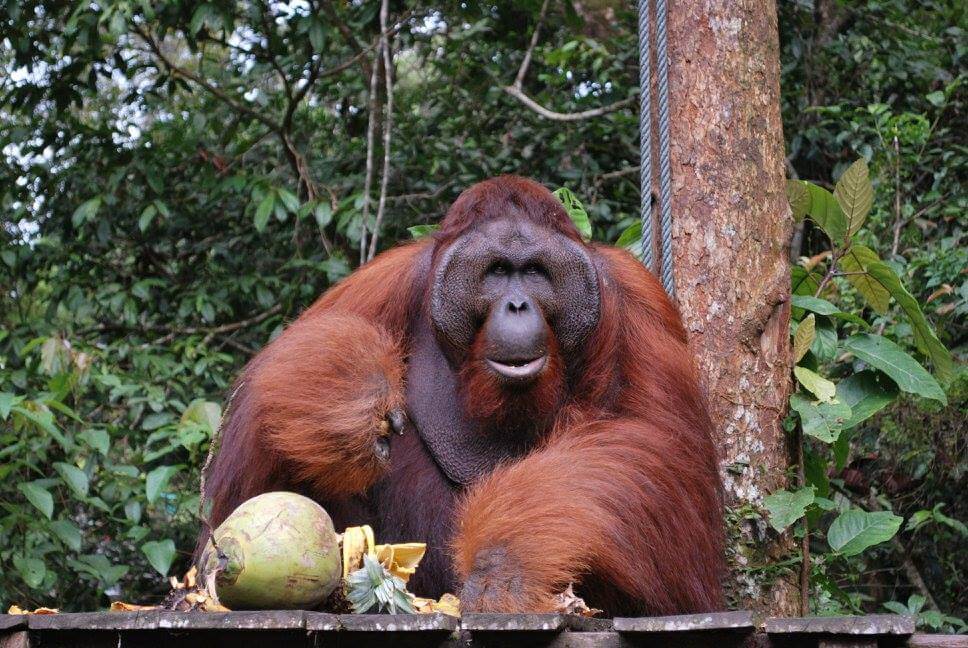 3 Ibu Orang Utan Bakal Bersalin Di Pusat Hidupan Liar Semenggoh, Ini 6 Fakta Menarik Tentang Haiwan Ini