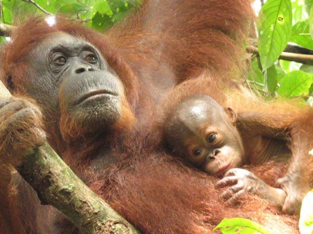 3 Ibu Orang Utan Bakal Bersalin Di Pusat Hidupan Liar Semenggoh, Ini 6 Fakta Menarik Tentang Haiwan Ini