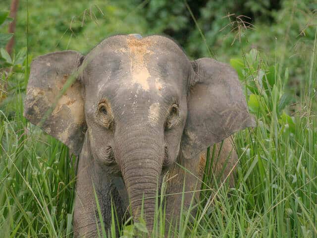Subspesies Gajah Terkecil Di Dunia, Kenali Gajah Borneo Pygmy Yang Semakin Terancam
