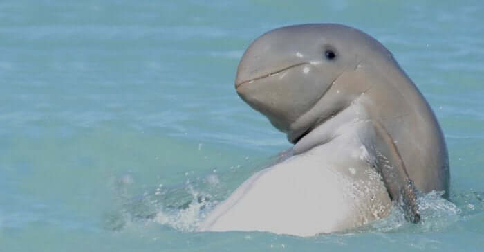 Kenali Dolphin Rare 'Empesut' Dan Mengapa Ia Berstatus Haiwan Terlindung Sepenuhnya Di Sarawak