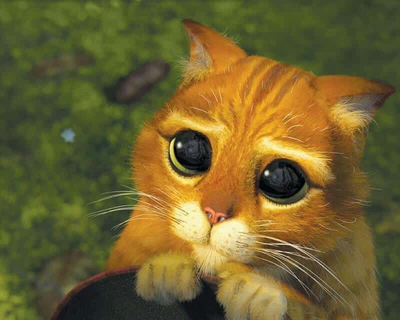 Tak Pernah Tak Berdrama, Ini 5 Keunikan Kucing Oyen Yang Membezakan Mereka Dengan Kucing Lain