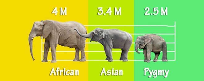 Subspesies Gajah Terkecil Di Dunia, Kenali Gajah Borneo Pygmy Yang Semakin Terancam
