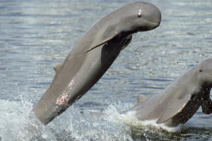 Kenali Dolphin Rare ‘Empesut’ Dan Mengapa Ia Haiwan Terlindung Sepenuhnya Di Sarawak