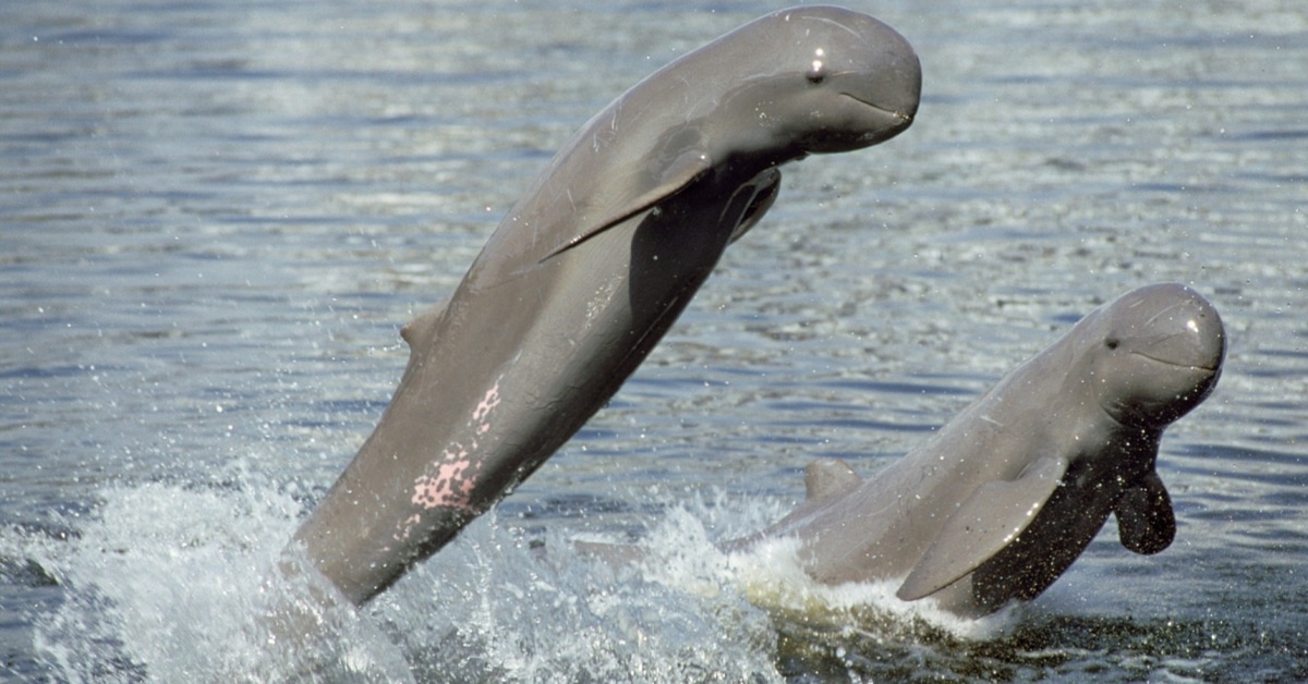Kenali Dolphin Rare ‘Empesut’ Dan Mengapa Ia Haiwan Terlindung Sepenuhnya Di Sarawak
