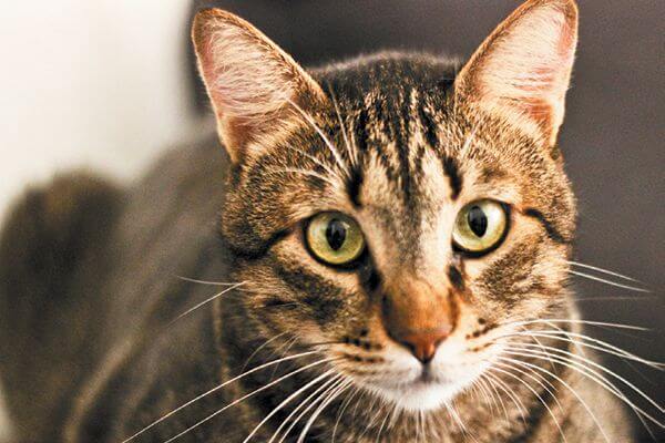 Tak Pernah Tak Berdrama, Ini 5 Keunikan Kucing Oyen Yang Membezakan Mereka Dengan Kucing Lain