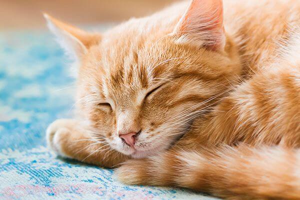 Kuat Berdrama, Ini 5 Keunikan Kucing Oyen Yang Membezakan Mereka Dengan Kucing Lain
