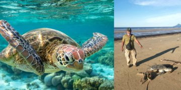 Spesis Dalam Status Pemuliharaan, 2 Bangkai Penyu Hijau Ditemui Terdampar Di Pantai Trombol