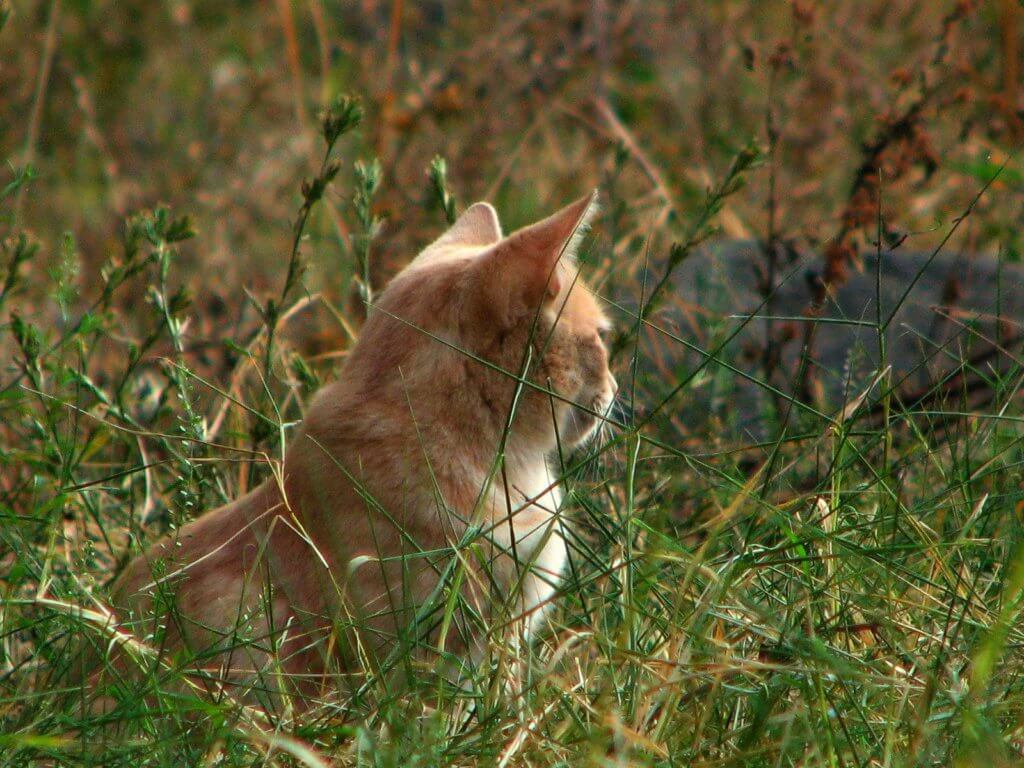 Tak Pernah Tak Berdrama, Ini 5 Keunikan Kucing Oyen Yang Membezakan Mereka Dengan Kucing Lain