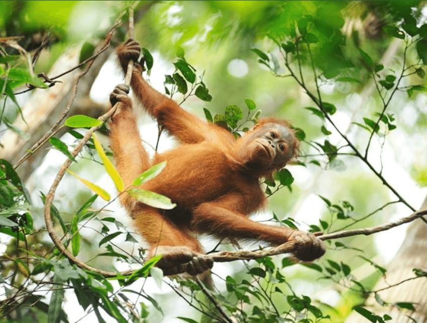 3 Ibu Orang Utan Bakal Bersalin Di Pusat Hidupan Liar Semenggoh, Ini 6 Fakta Menarik Tentang Haiwan Ini
