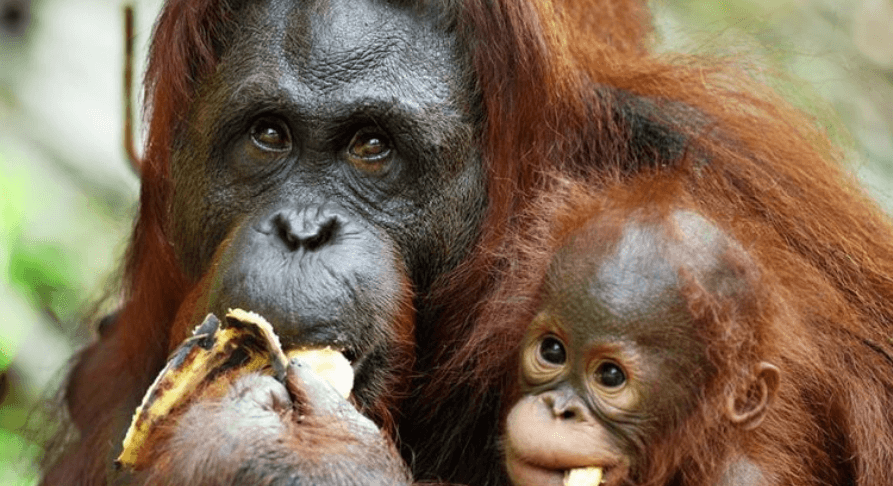 3 Ibu Orang Utan Bakal Bersalin Di Pusat Hidupan Liar Semenggoh, Ini 6 Fakta Menarik Tentang Haiwan Ini