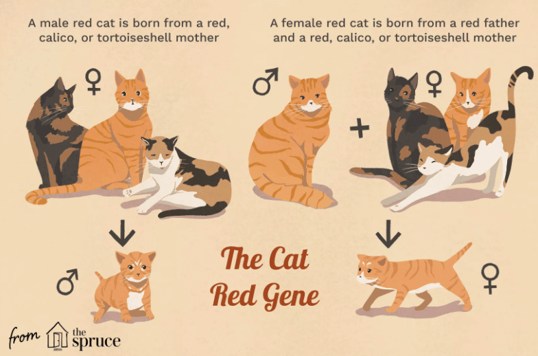 Tak Pernah Tak Berdrama, Ini 5 Keunikan Kucing Oyen Yang Membezakan Mereka Dengan Kucing Lain
