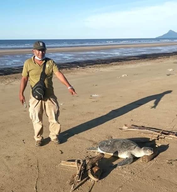 Spesis Dalam Status Pemuliharaan, 2 Bangkai Penyu Hijau Ditemui Terdampar Di Pantai Trombol