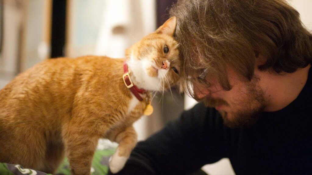 Tak Pernah Tak Berdrama, Ini 5 Keunikan Kucing Oyen Yang Membezakan Mereka Dengan Kucing Lain