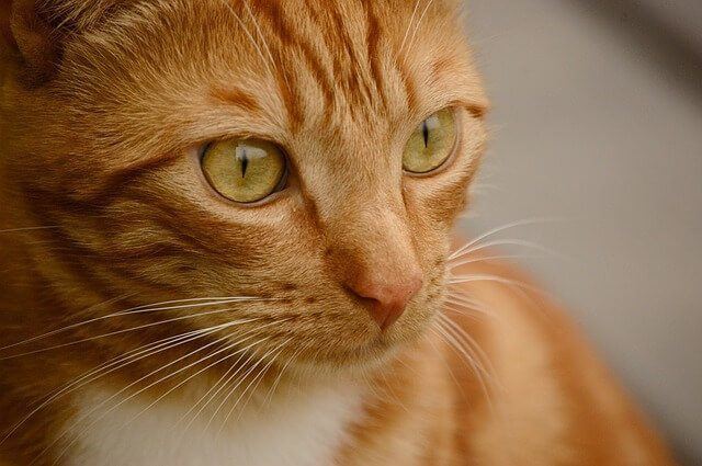 Tak Pernah Tak Berdrama, Ini 5 Keunikan Kucing Oyen Yang Membezakan Mereka Dengan Kucing Lain