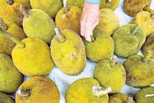 Menyerupai Cempedak, Nangka Dan Sukun, Ketahui Buah Terap Yang Boleh Didapati Di Pulau Borneo